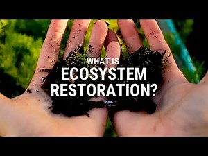 What is ecosystem restoration?