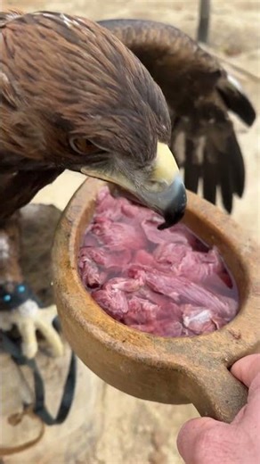 Golden Eagle FEEDING FRENZY — Wild Power Unleashed! #shorts #shortsfeed #shortsvideo #shortsyoutube