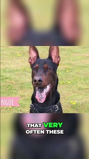 Laizhou Hong: Meet the Chinese Red Dog