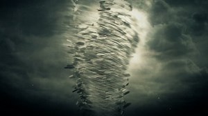 Tornado Storm 3d Animation Stock Footage Video (100% Royalty-free) 1771142 | Shutterstock
