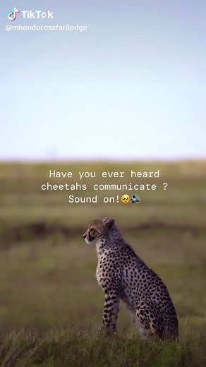 Captivating Sounds of Cheetahs: From Purring to Explosive Yelps