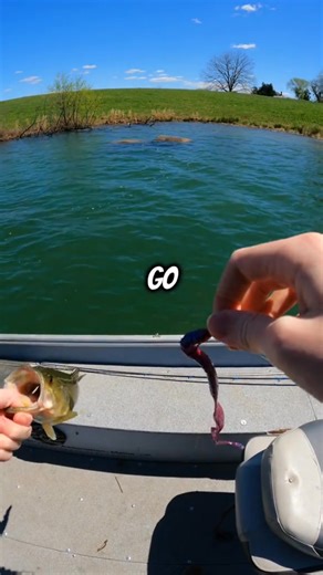 How to only catch big fish! ✍️🎣 #fishing #fishingtips #howtofish #bassfishing #bigfish #catchingfish #How #reel #sightfish #viral #fish #fishing #bowfishing #reels #FishingLife #FishingTrip #FishingDaily #FishingTime | Sight Fish