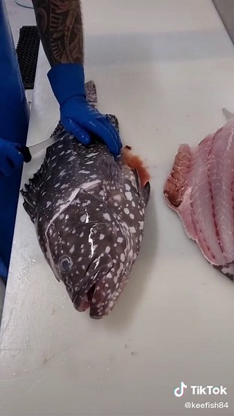 How to Fillet Rankin Cod (Grouper) Like a Pro