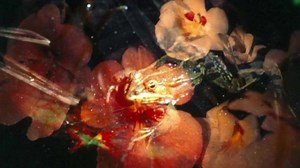 Song Translation: Exploring Lyrics in Different Languages!