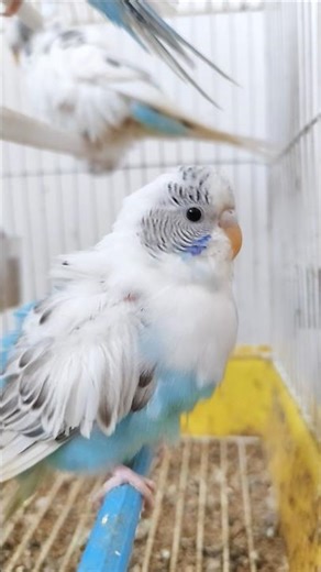 Beautiful Budgie #budgies #shorts #beautifulbirds #parakeet #short
