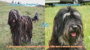 Long-Haired Dog Breeds: Bergamasco Shepherd vs. Portuguese Sheepdog