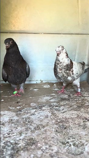 #my two best young cocks