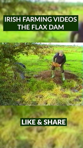 Retting Flax: The Process in Rural Ireland