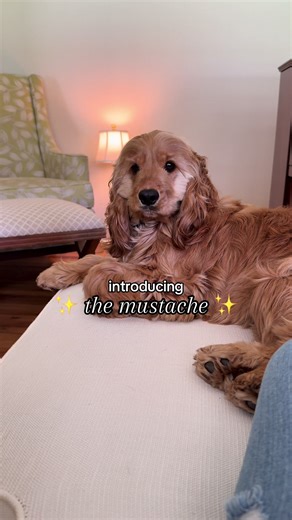 Introducing the Adorable English Cocker Spaniel Puppies