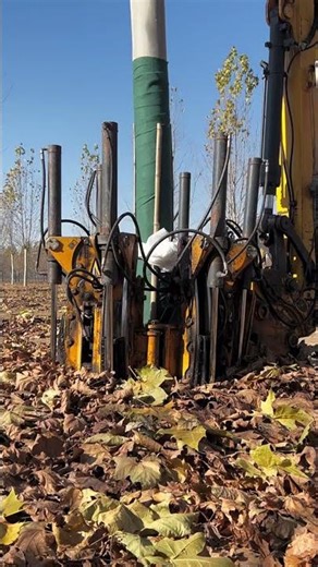 Evergreen Tree Digging Machine for Nursery Transplanting #treecuttingmachine #treecutting #trees