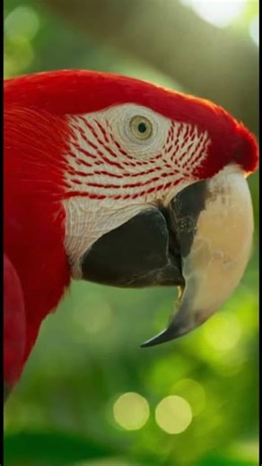 Brave Parrot Saves Its Eggs From a Snake 🦜🐍 Parrot #Snake #Wildlife #AnimalFight #BraveBird