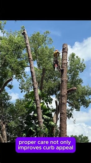 Tree Service in The Villages, FL | Priority Property Services FL