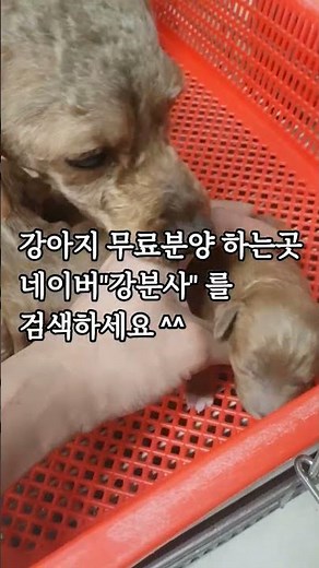 가정견사 강아지 분양 직접 키워서 낳은 새끼 강아지 저렴한 가격에 분양합니다.네이버 강아지 직거래 "강분사" 를 검색하세요^^ #강아지무료분양 #강아지 #강아지분양 #puppy