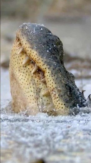 This is how crocodiles survive EVERYTHING 🐊