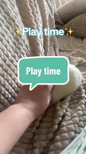 Playtime Fun with Stuart the White Rat