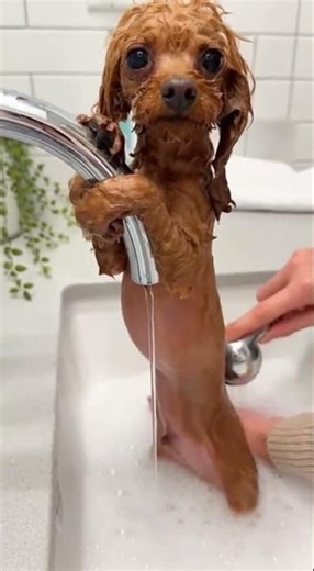 Dramatic Poodle vs Bath Time 😂🚿 #dogsofyoutube #puppyproblems