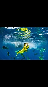 Ocean Photographer of the Year Category - Wildlife Photographer of the Year - Winners Oceanographic Magazine 🌊 📸 Photographers and award information is posted with each photo. Visit the link below to see more awesome photographs. [https://oceanographicmagazine.com/winners-gallery/?winners_year=2024&winners_category=wildlife] 🌊 📸 | Undersea Naturalist