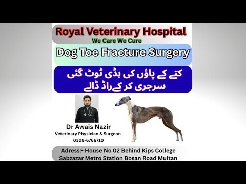 Dog Toe Fracture Surgery | Intramedullary Pinning | Step-by-Step Veterinary Orthopedic Procedure