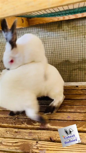 Accouplement californien🤍🖤😍 #cuniculture #lapin #bunniesoftiktok #capcut #fyp