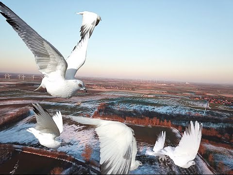 Vienna Highflyer Pigeons: fast ascent and flight at great altitude / Wiener Hochflieger Aufstieg