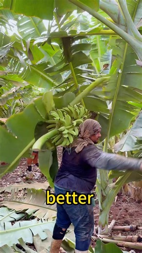 Reasons for Cutting Down Banana Trees