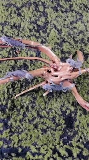 Every Life Matters: Bearded Dragon Taxidermy Tribute #Specimen #BeardedDragon