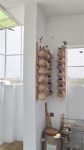 Stunning Zebra Finches Up Close! 🐦✨ #shorts #nature #birds
