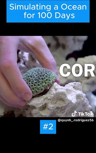 Creating a Stunning Terrarium Ecosystem Simulator