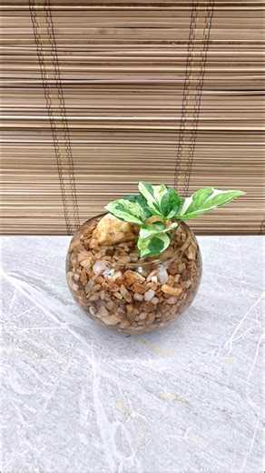 Njoy Pothos Leaf Cuttings with Brown Stone Accent for Water Decor🤎 #njoypothos #homedecor #ideas