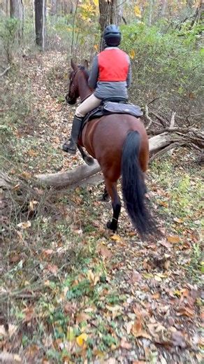 Great day at Waterloo, we had the park to ourselves and we took the back yellow loop with all the tree obstacles (I love that loop)!! It seems that Earl can’t wear the orange ear bonnet. He just about flings them off! 🤣. #mules #mulesofinstagram #shakeitoff | Holli Jacobs