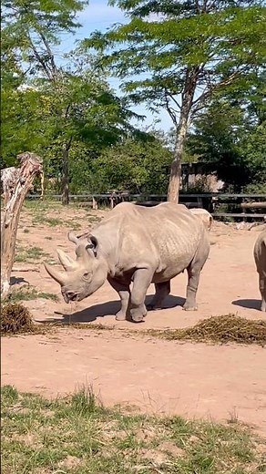 Old MacDonald had a Zoo 🦏#nurseryrhymes #kidssongs #kidsvideo #singalong #children #kids #toddlers