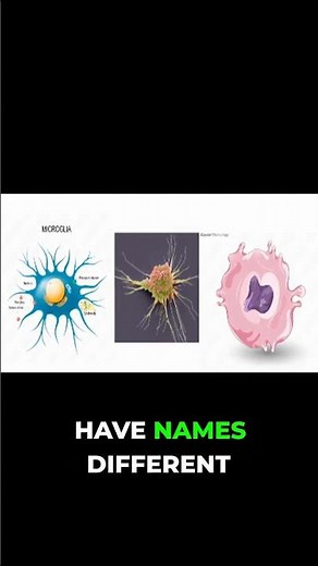Macrophages: Masters of Disguise & Adaptation!