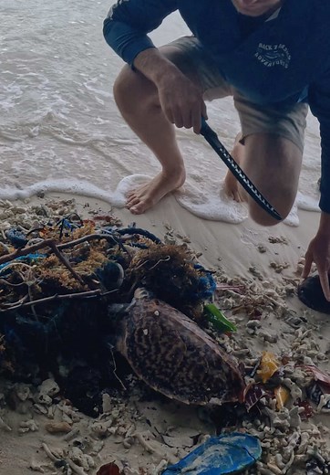 Rescuing a Turtle Trapped in Ropes and Plastics
