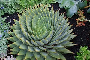 Top 15 Exotic Aloe Vera Varieties For Your Home Garden