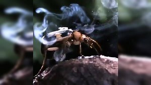 Watch: Bombardier beetle fires boiling, toxic spray at 100° C from its anus