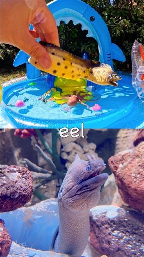 Kids Learn | Sea Animal Names at the Shark Pool: Hammerhead Shark Eel Seagull Polar Bear