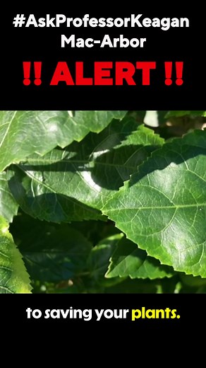 🚨 CAPE CORAL LEAFHOPPER ALERT 🚨 Hibiscus owners - check your plants RIGHT NOW. We got hit HARD in the last 48 hours. Three properties this morning showing the same damage: rapid yellowing, browning, and leaf drop on hibiscus. University of Florida just issued a statewide alert about this outbreak, but their warnings don't reach most homeowners. That's why I'm showing you what it actually looks like on YOUR plants. South Florida is seeing a leafhopper population explosion - and in our area, the