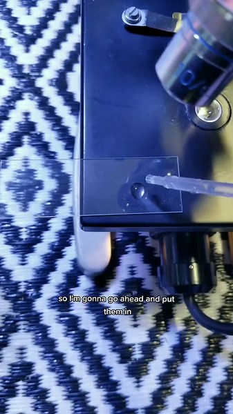 some exciting tiny additions to the jelly tank thanks to @algaebarn! these guys will be a great way to seed the aquarium and be a bonus food source for the jellies! #fyp #jellyfish #jellytok #fishtok #aquarium #saltwater #saltwateraquarium #fishtank #pets #pettok #petsoftiktok