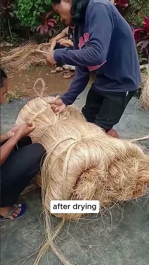 Abaca Fiber Production in the Philippines #AbacaFiber #Philippines