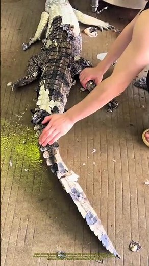 How Crocodile Skin Is Prepared Before Leather Production #farming