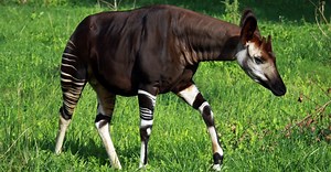 Okapi