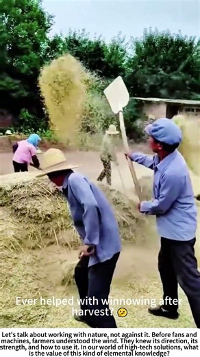 The Wind's Harvest: Winnowing Grain the Old Way 🌾🌬️