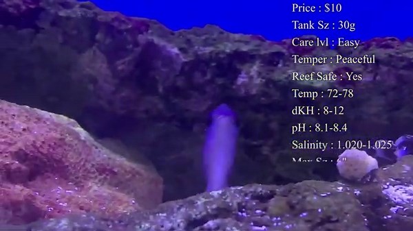 All About The Sunshine Chromis Damselfish or Purple and Yellow Chromis or Olive Chromis