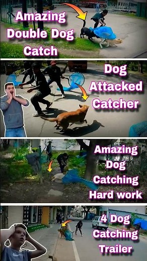 Dog Catching Funny Video City #streetdogrevival #dog #ytshorts #ytviral #catch