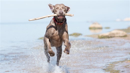 Summer is here: Can you take your dog to the beach?