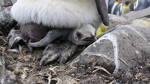 Recently hatched King penguin chick while parent keeps the chick warm