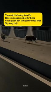 Border Collie rất nhanh. Trong điều kiện bình thường, tốc độ chạy của nó có thể đạt khoảng 30-40km/giờ. Còn dưới những tình huống khắc nghiệt, tốc độ có thể đạt tới 50-60km/giờ. | Senn Paws Corner