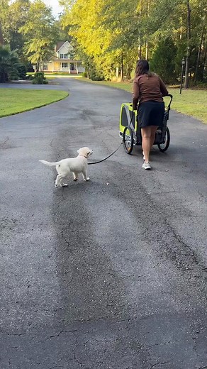 ➡️Your dog walks perfectly... until THIS happens ✅The second most dogs see something moving (stroller, cart, bike, jogger), they either chase or panic. But you can prevent this before it becomes a problem. ➡️How it works: Use any wheeled object to create controlled movement during walks. Start slow, reward focus on you instead of the moving object. Dogs learn movement doesn’t mean chase time. ✅Why it works: You’re teaching impulse control and focus despite distractions. This prevents reactive pu