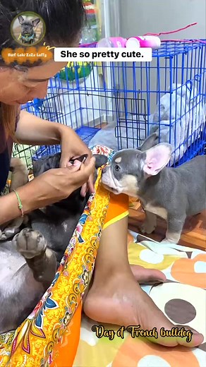 ZaZa doesn't like luffy Nurf Henry Mancini Pink Panther Theme (Remix Version) [344503794735980] | Nurf