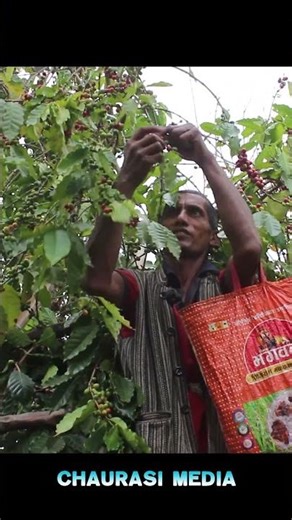 coffe khethi gulmi #coffee #gulmi #shortvideo